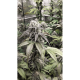 Super Sativa Seed Club - Strawberry Cookies | Feminisiertes saat | 3 stück - Super Sativa Seed Club Feminisier - Super Sativa Seed Club - Seed Diskont - Hanfsamen Shop