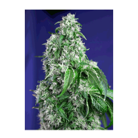 Sweet Seeds - Big Devil F1 Fast Version | Feminized seed | 3 pieces