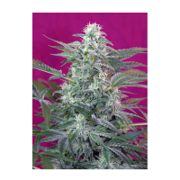 Sweet Seeds - Big Foot | Feminized seed | 3 pieces - Sweet Seeds Feminised - Sweet Seeds - Seed Diskont - Hanfsamen Shop