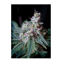 Sweet Seeds - Cream Caramel F1 Fast Version | Feminized seed | 3 pieces