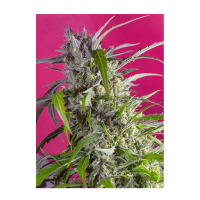 Sweet Seeds - Crystal Candy | Autoflowering seed | 3 pieces