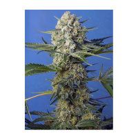 Sweet Seeds - Crystal Candy F1 Fast Version | Feminized seed | 3 pieces