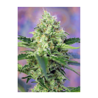 Sweet Seeds - Crystal Candy | Feminized seed | 3 pieces - Sweet Seeds Feminised - Sweet Seeds - Seed Diskont - Hanfsamen Shop