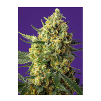 Sweet Seeds - Crystal Candy XL | Autoflowering seed | 3 pieces
