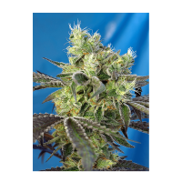 Sweet Seeds - Do-Sweet-Dos | Feminized seed | 3 pieces