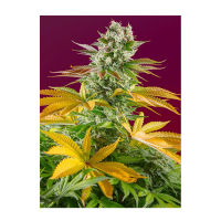 Sweet Seeds - Gorilla Girl F1 Fast Version | Feminized seed | 3 pieces