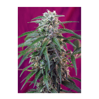Sweet Seeds - Green Poison | Autoflowering seed | 3 pieces