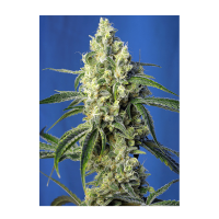 Sweet Seeds - Green Poison CBD | Feminized seed | 3 pieces