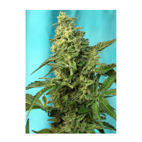 Sweet Seeds - Green Poison F1 Fast Version | Feminized seed | 3 pieces