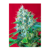 Sweet Seeds - Green Poison | Feminized seed | 3 pieces - Sweet Seeds Feminised - Sweet Seeds - Seed Diskont - Hanfsamen Shop