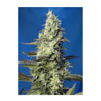 Sweet Seeds - Green Poison XL | Autoflowering seed | 3 pieces