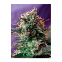 Sweet Seeds - Jack 47 F1 Fast Version | Feminized seed | 3 pieces