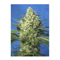 Sweet Seeds - Jack 47 XL | Autoflowering saat | 3 stück