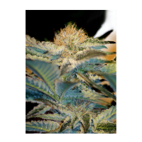 Sweet Seeds - Mohan Ram | Feminized seed | 3 pieces - Sweet Seeds Feminised - Sweet Seeds - Seed Diskont - Hanfsamen Shop