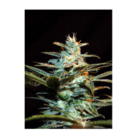 Sweet Seeds - NYC Diesel | Feminized seed | 3 pieces - Sweet Seeds Feminised - Sweet Seeds - Seed Diskont - Hanfsamen Shop