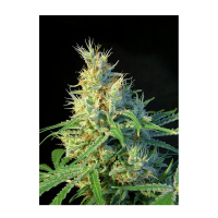 Sweet Seeds - Psicodelicia | Feminized seed | 3 pieces - Sweet Seeds Feminised - Sweet Seeds - Seed Diskont - Hanfsamen Shop