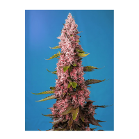 Sweet Seeds - Red Hot Cookies | Feminized seed | 3 pieces