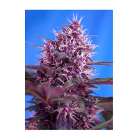 Sweet Seeds - Red Poison | Autoflowering seed | 3 pieces