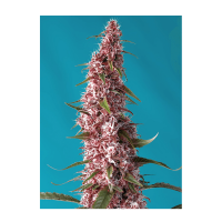 Sweet Seeds - Red Pure Auto CBD | Autoflowering seed | 3 pieces