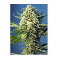 Sweet Seeds - S.A.D. Sweet Afgani Delicious | Autoflowering seed | 3 pieces