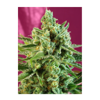 Sweet Seeds - S.A.D. Sweet Afgani Delicious CBD | Feminized seed | 3 pieces