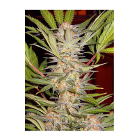 Sweet Seeds - S.A.D. Sweet Afgani Delicious F1 Fast Version | Feminized seed | 3 pieces
