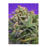 Sweet Seeds - Sweet Cheese F1 Fast Version | Feminized seed | 3 pieces