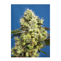 Sweet Seeds - Sweet Gelato | Autoflowering saat | 3 stück