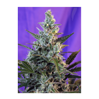 Sweet Seeds - Sweet Skunk F1 Fast Version | Feminized seed | 3 pieces