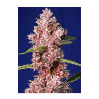 Sweet Seeds - Tropicanna Poison F1 Fast Version | Feminized seed | 3 pieces