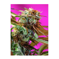 Sweet Seeds - Wild Rose | Feminized seed | 3 pieces