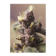 Sweet Seeds - Bloody Skunk | Autoflowering seed | 3 pieces - Sweet Seeds Autoflowering - Sweet Seeds - Seed Diskont - Hanfsamen Shop