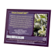Sweet Seeds - Cream Caramel | Autoflowering saat | 3 stück - Sweet Seeds Automatik - Sweet Seeds - Seed Diskont - Hanfsamen Shop