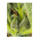 Sweet Seeds - Cream Mandarine XL | Autoflowering mag | 3 darab - Sweet Seeds  Automata - Advanced Nutrients - Seed Diskont - Hanfsamen Shop