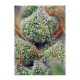 Sweet Seeds - Crystal Candy | Feminized seed | 3 pieces - Sweet Seeds Feminised - Sweet Seeds - Seed Diskont - Hanfsamen Shop