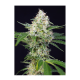 Sweet Seeds - Crystal Candy | Feminized seed | 5 pieces - Sweet Seeds Feminised - Sweet Seeds - Seed Diskont - Hanfsamen Shop