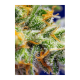 Sweet Seeds - Crystal Candy XL | Autoflowering mag | 5 darab - Sweet Seeds  Automata - Advanced Nutrients - Seed Diskont - Hanfsamen Shop