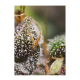 Sweet Seeds - Dark Devil | Autoflowering saat | 3 stück - Sweet Seeds Automatik - Sweet Seeds - Seed Diskont - Hanfsamen Shop
