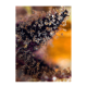 Sweet Seeds - Dark Devil | Autoflowering seed | 3 pieces - Sweet Seeds Autoflowering - Sweet Seeds - Seed Diskont - Hanfsamen Shop