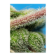 Sweet Seeds - Do-Sweet-Dos | Feminized seed | 3 pieces - Sweet Seeds Feminised - Sweet Seeds - Seed Diskont - Hanfsamen Shop