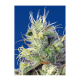 Sweet Seeds - Do-Sweet-Dos | Feminized seed | 5 pieces - Sweet Seeds Feminised - Sweet Seeds - Seed Diskont - Hanfsamen Shop