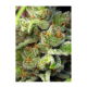 Sweet Seeds - Gorilla Girl | Feminized seed | 3 pieces - Sweet Seeds Feminised - Sweet Seeds - Seed Diskont - Hanfsamen Shop