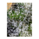 Sweet Seeds - Gorilla Girl | Feminized seed | 5 pieces - Sweet Seeds Feminised - Sweet Seeds - Seed Diskont - Hanfsamen Shop