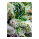 Sweet Seeds - Gorilla Girl XL | Autoflowering seed | 3 pieces - Sweet Seeds Autoflowering - Sweet Seeds - Seed Diskont - Hanfsamen Shop