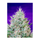 Sweet Seeds - Green Poison | Feminized seed | 3 pieces - Sweet Seeds Feminised - Sweet Seeds - Seed Diskont - Hanfsamen Shop