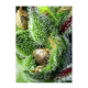 Sweet Seeds - Green Poison | Feminisiertes saat | 3 stück - Sweet Seeds Feminisier - Sweet Seeds - Seed Diskont - Hanfsamen Shop