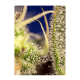 Sweet Seeds - Green Poison XL | Autoflowering saat | 3 stück - Sweet Seeds Automatik - Sweet Seeds - Seed Diskont - Hanfsamen Shop