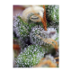 Sweet Seeds - Indigo Berry Kush | Feminizált mag | 3 darab - Sweet Seeds Feminizált - Advanced Nutrients - Seed Diskont - Hanfsamen Shop