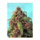 Sweet Seeds - Red Mandarine F1 Fast Version | Feminizált mag | 5 darab - Sweet Seeds Feminizált - Advanced Nutrients - Seed Diskont - Hanfsamen Shop