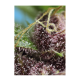 Sweet Seeds - Red Mandarine F1 Fast Version | Feminizált mag | 5 darab - Sweet Seeds Feminizált - Advanced Nutrients - Seed Diskont - Hanfsamen Shop